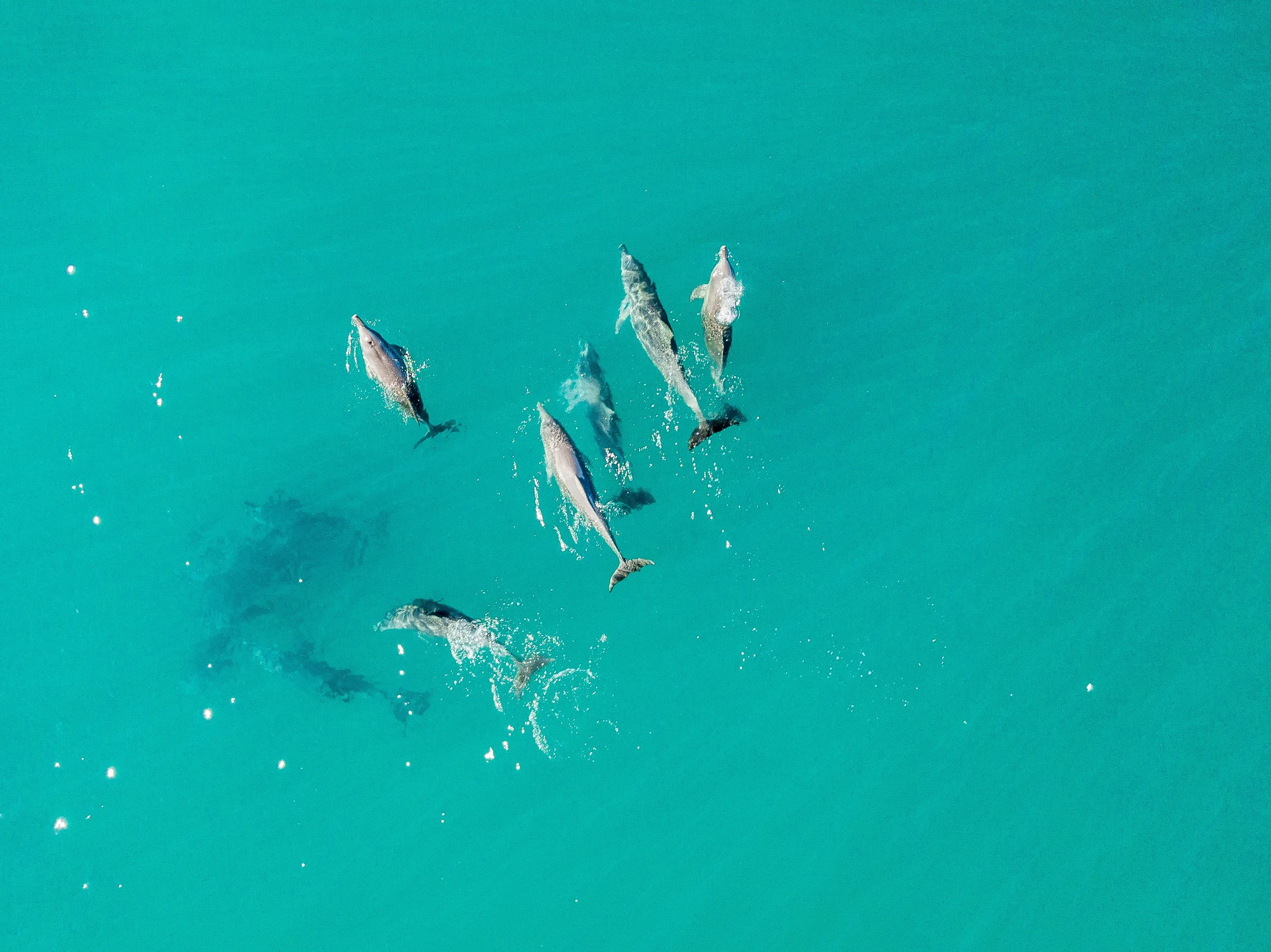  Yamba is home to a big dolphin population and you regularly see pods of them surfing the waves, travelling between beaches and heading up the Clarence. You can also spot them at sunset near the Turners Beach breakwall as they follow the prawn trawle