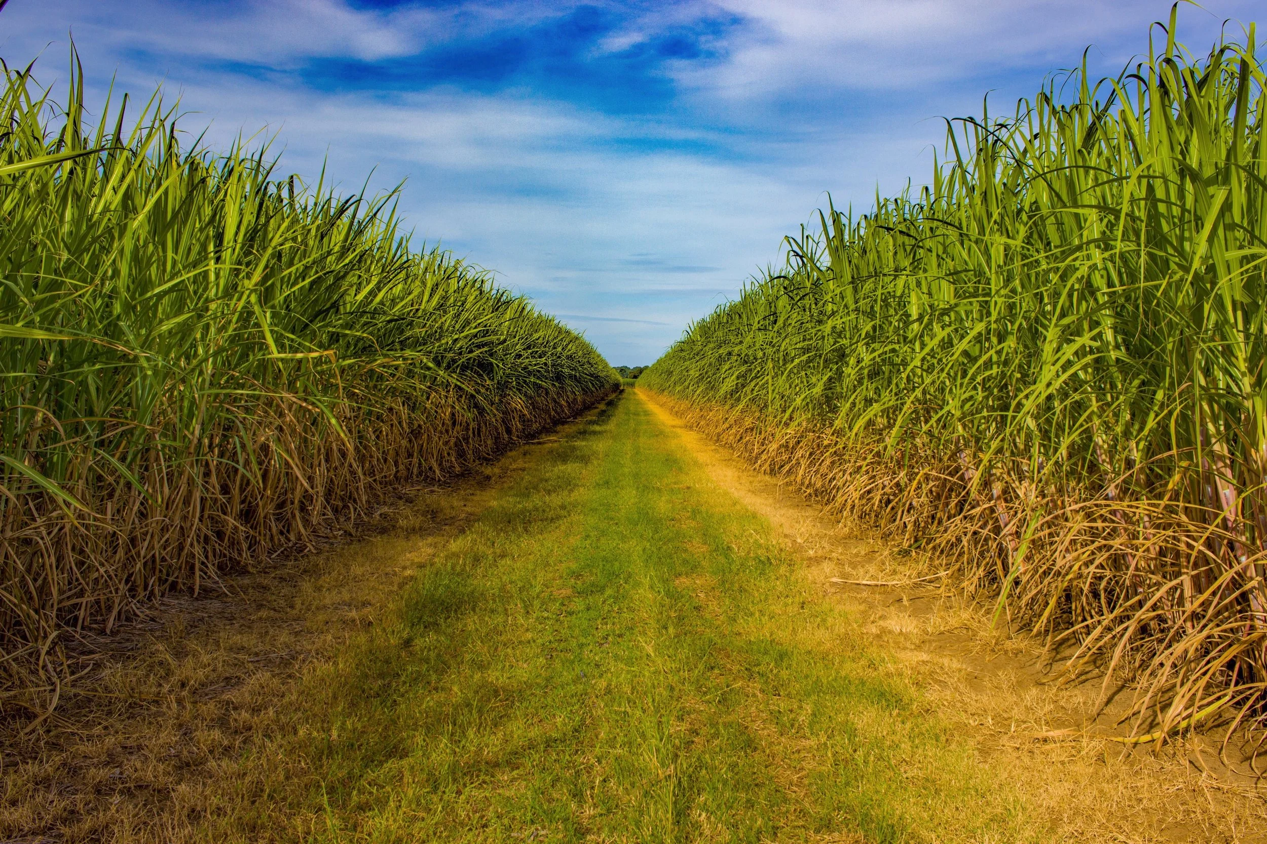  The Clarence Valley is home to a tight-knit sugarcane farming community, many of whom are multi-generational farmers. 