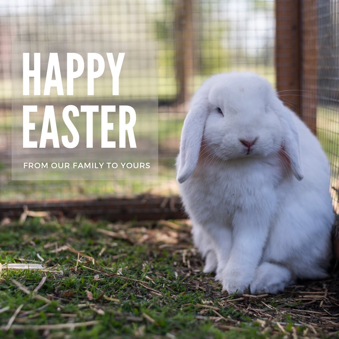 Happy Easter from the team at oceanstays.com.au. We hope that your day is filled with love, joy&hellip; and chocolate!

This little fella is one of the residents at Riverside Ranch farm stay on Micalo Island🐰.

#happyeaster #esster #easter2023 #yamb