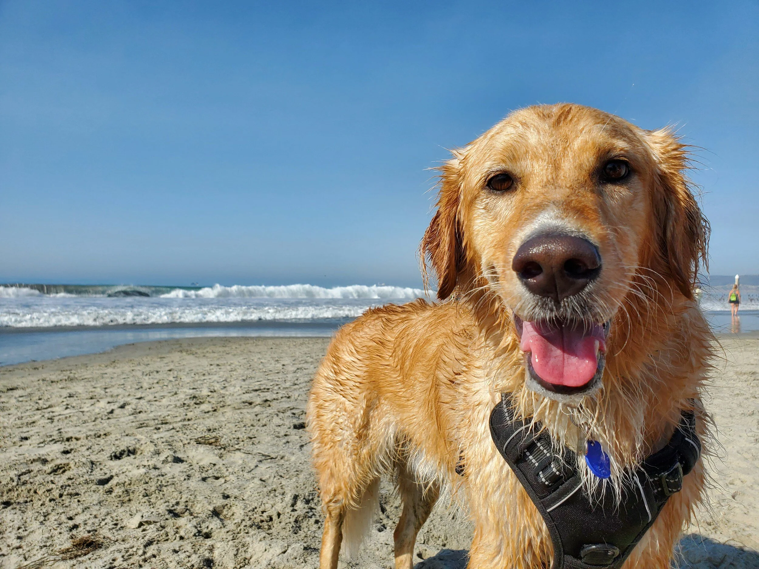 Unleash the Fun: Discover Dog-Friendly Accommodation in Yamba with OceanStays.com.au