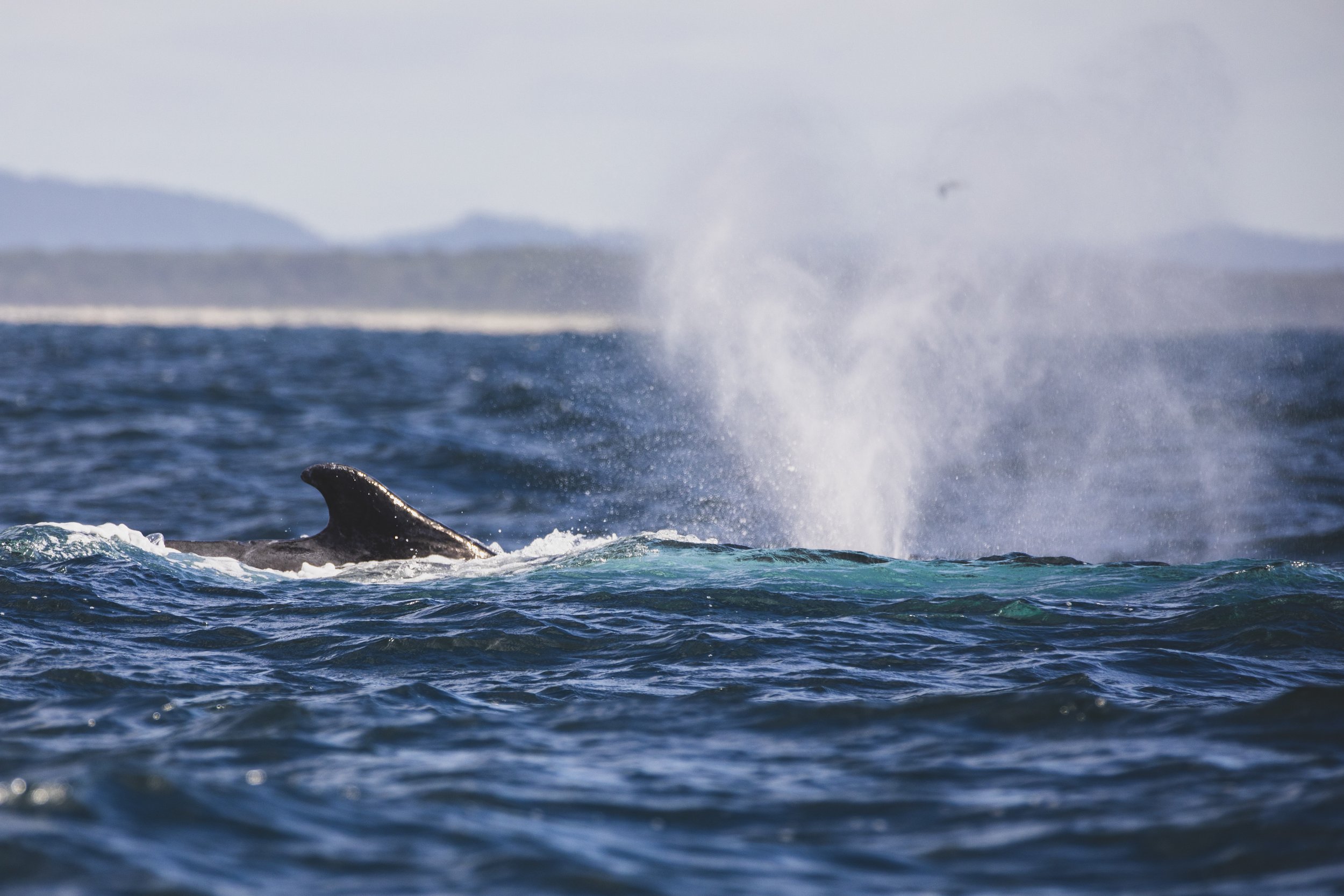 Where Is the Best Place to Book Whale Watching Tours in Byron Bay?