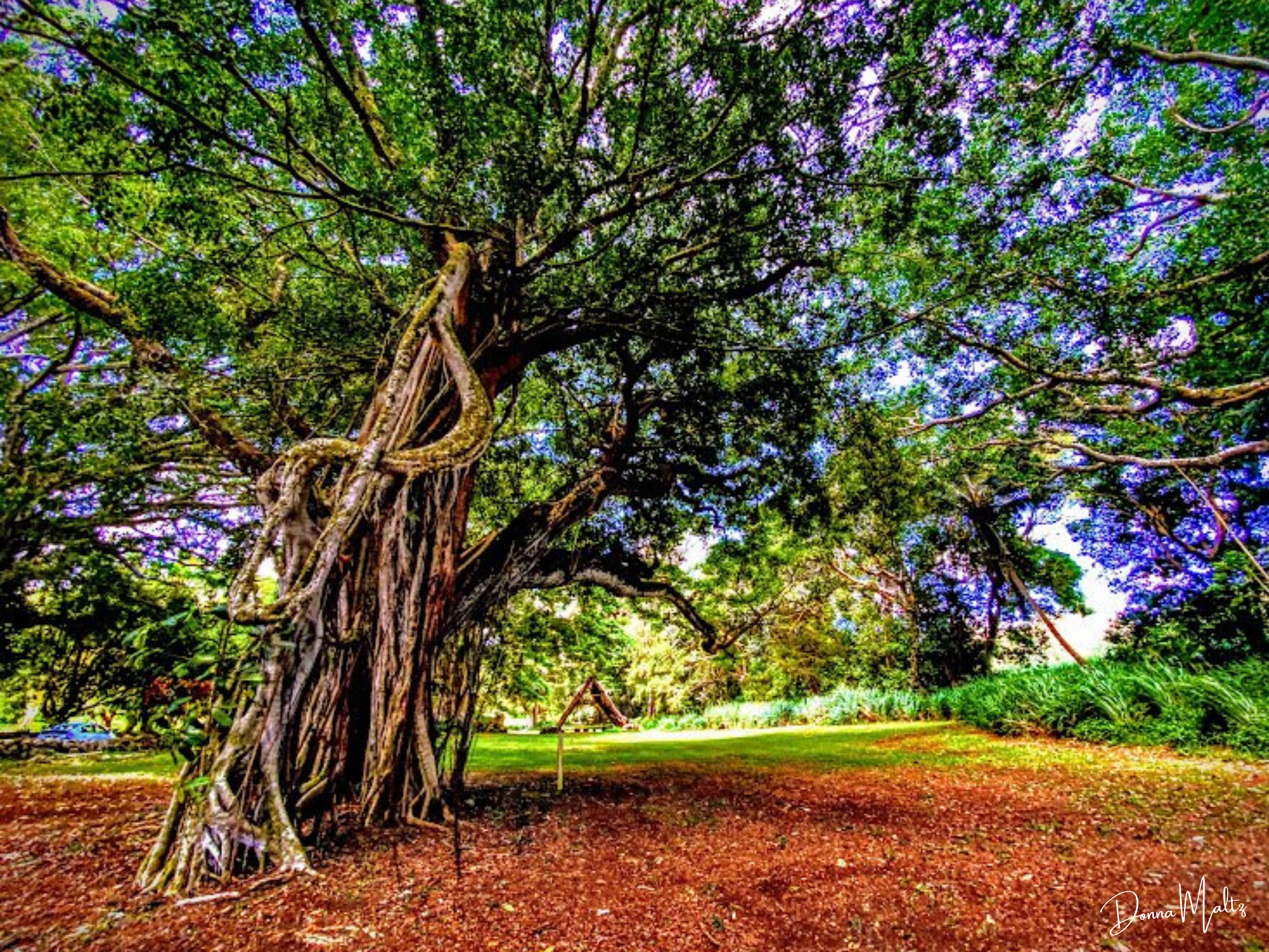 Redwood Reaching For The Sky.png