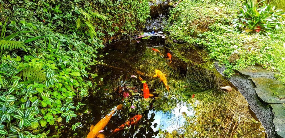 Koi Fish.png