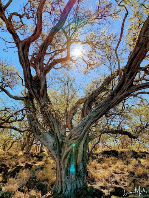 Sacred Tree.png