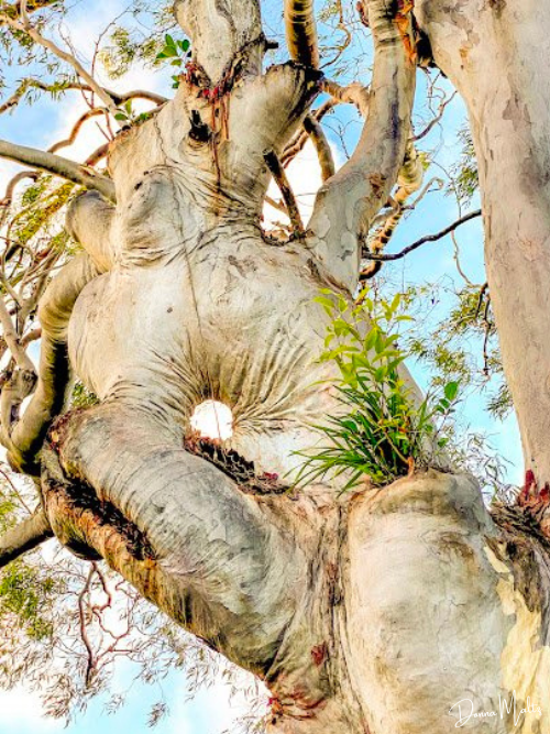 Elephant.png