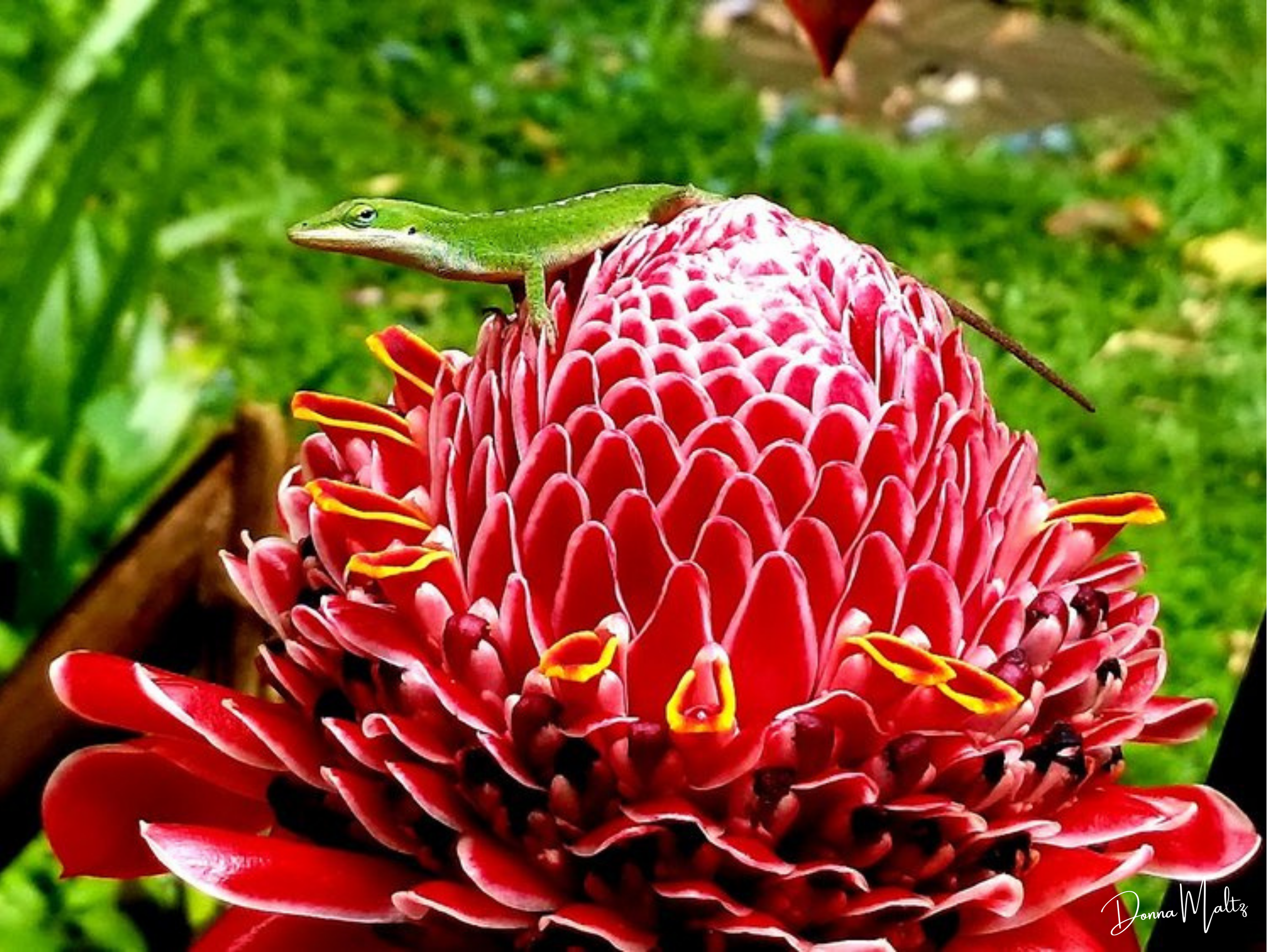 Torch Ginger.png