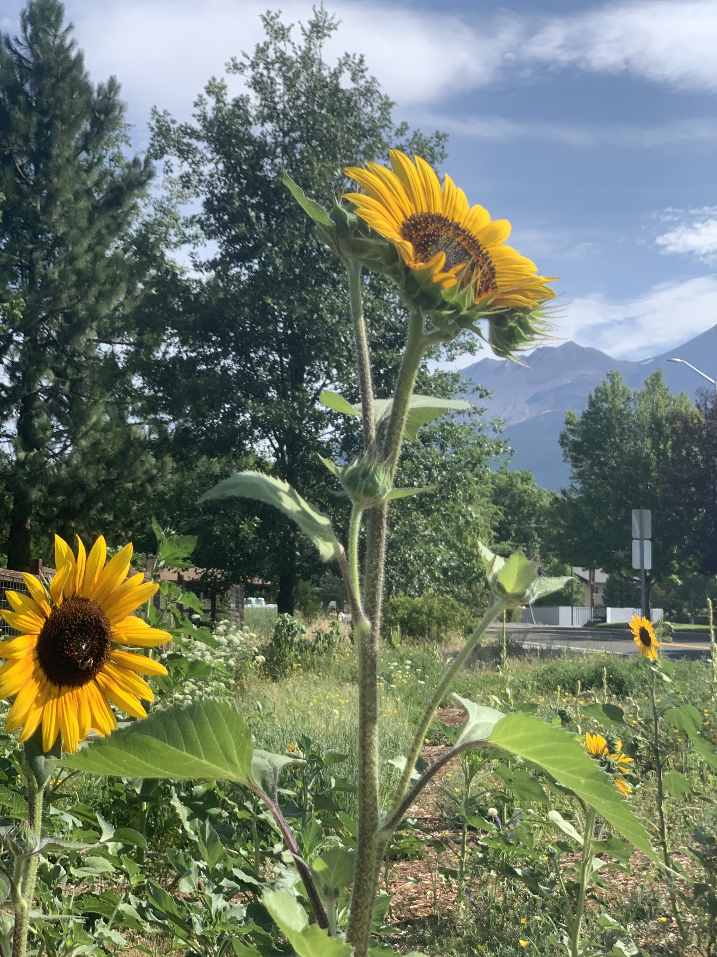 Sunflower Essence