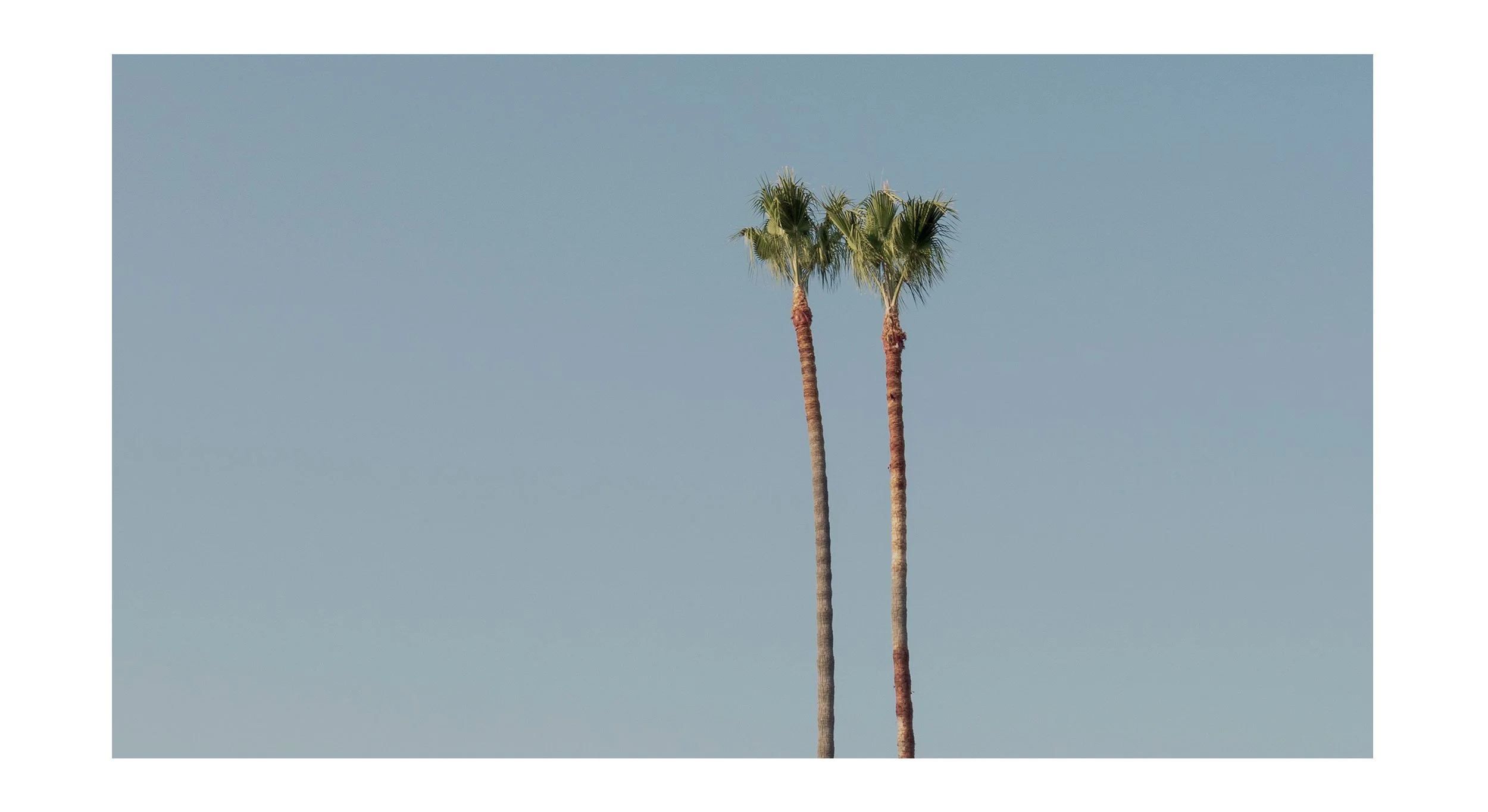 PALM2.jpg