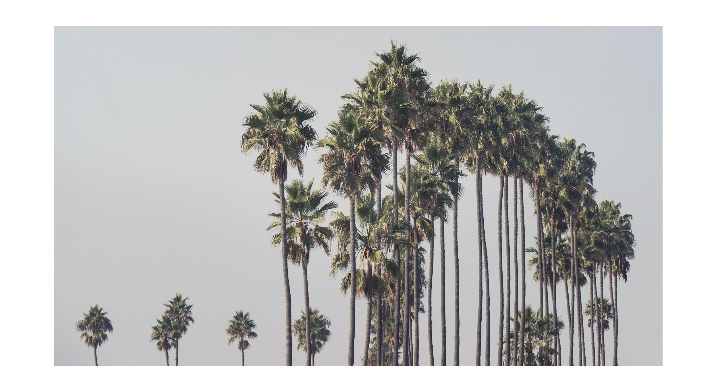 PALM3.jpg