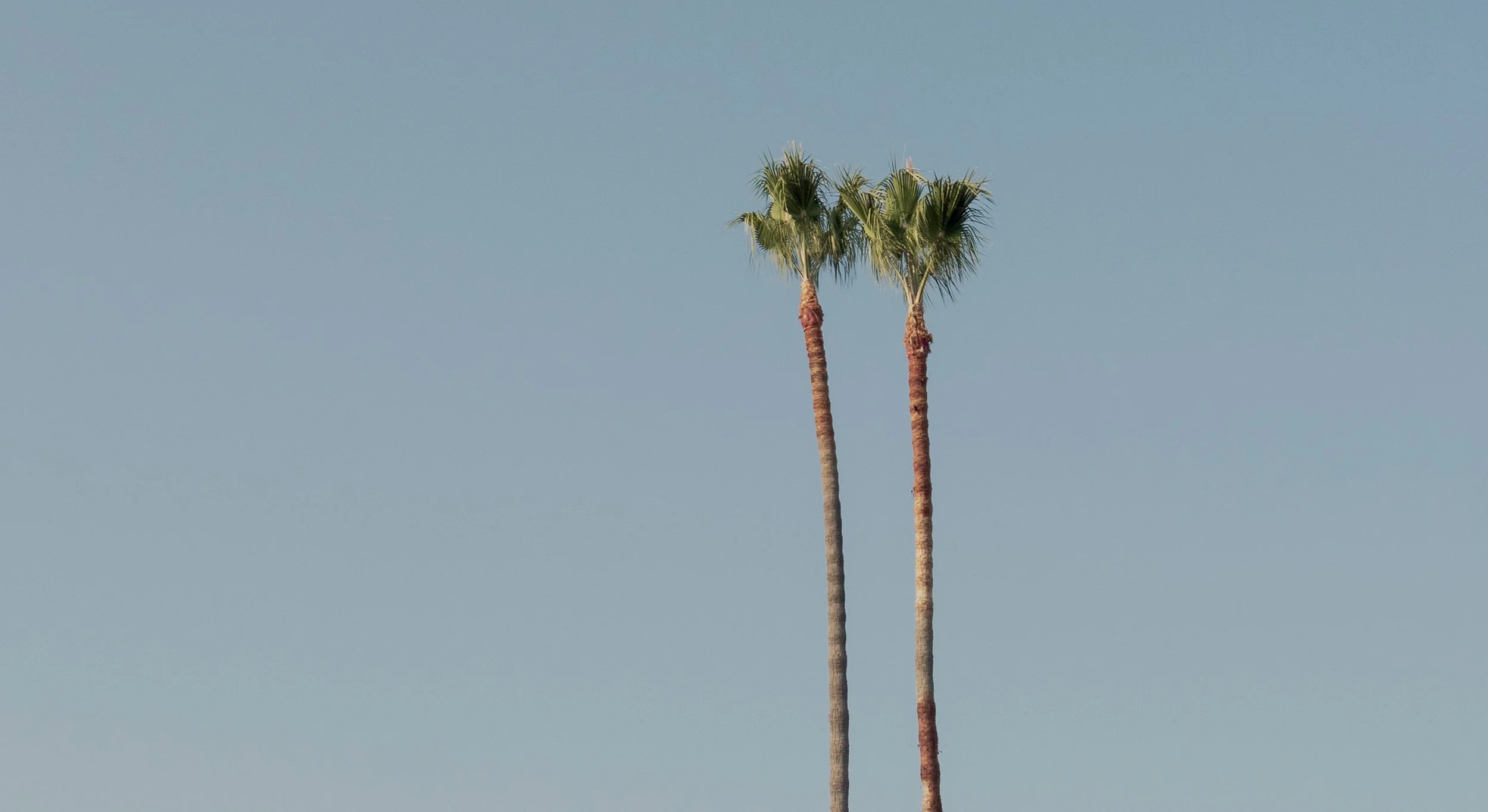 PALM_THUMB.jpg