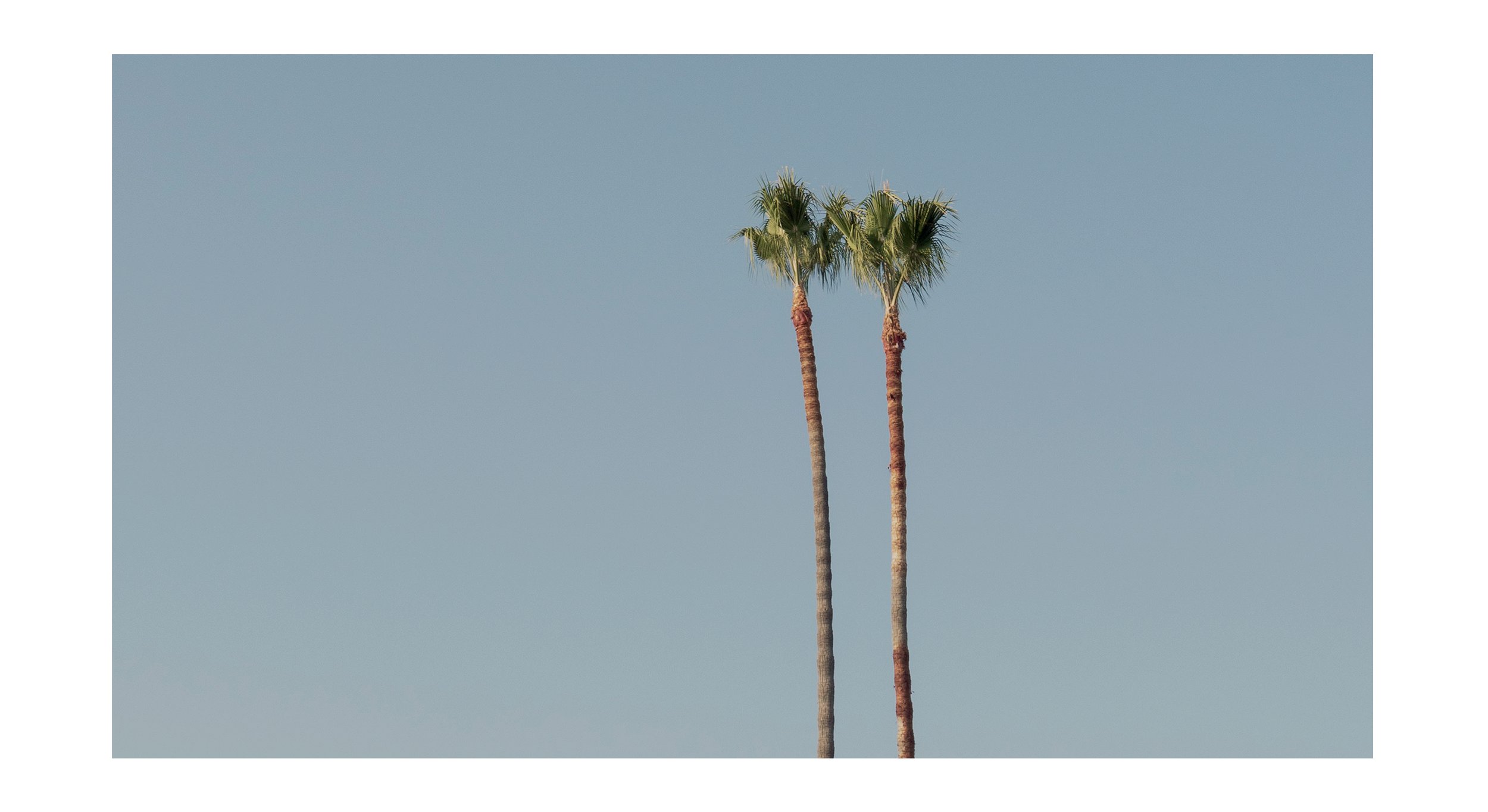 PALM2.jpg