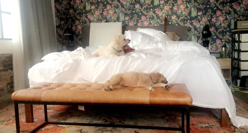 Housesitting with Daisy and Vinny