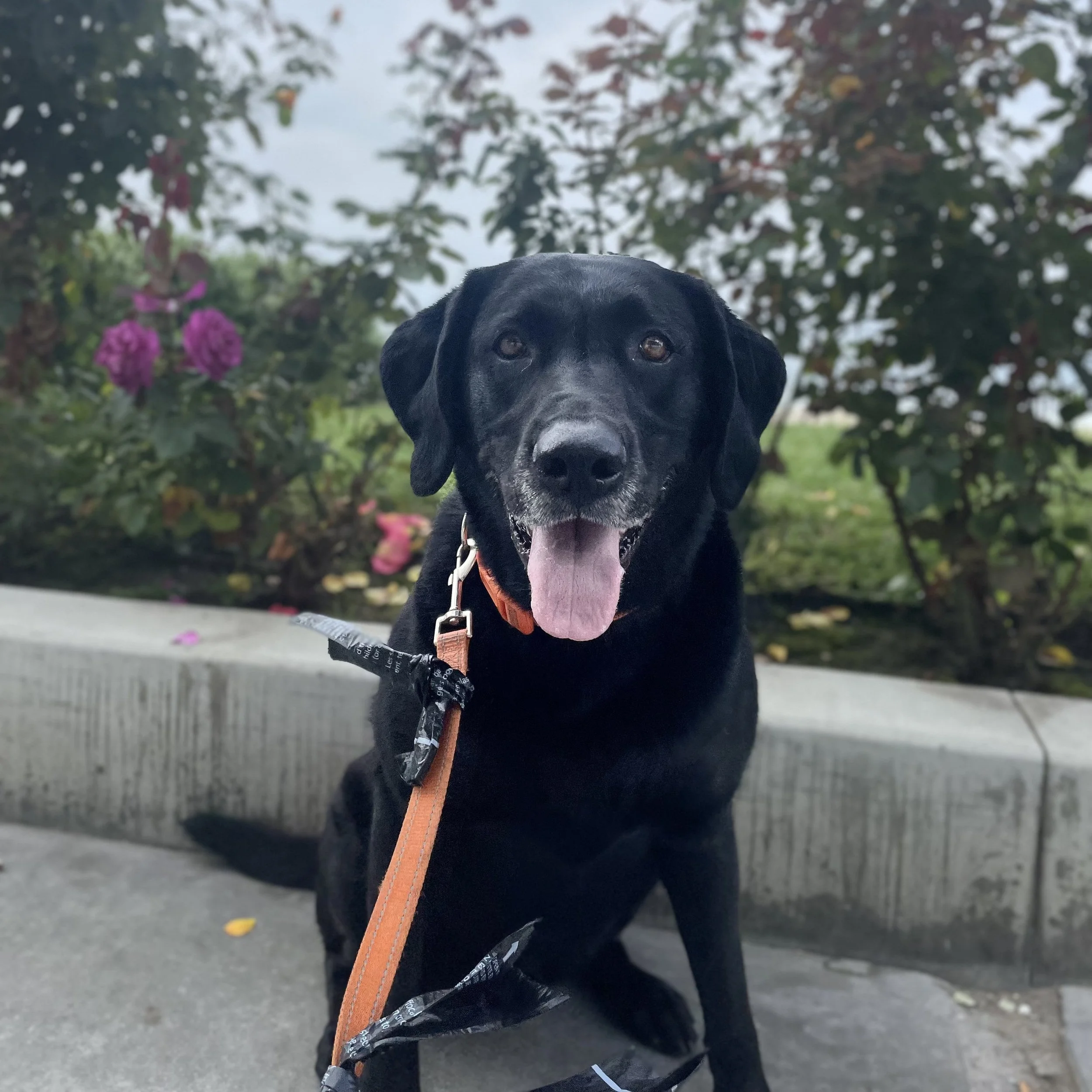 Charlie (Manhattan Beach).jpg
