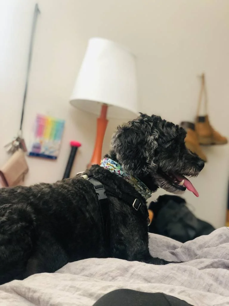 Lucy's Stay
