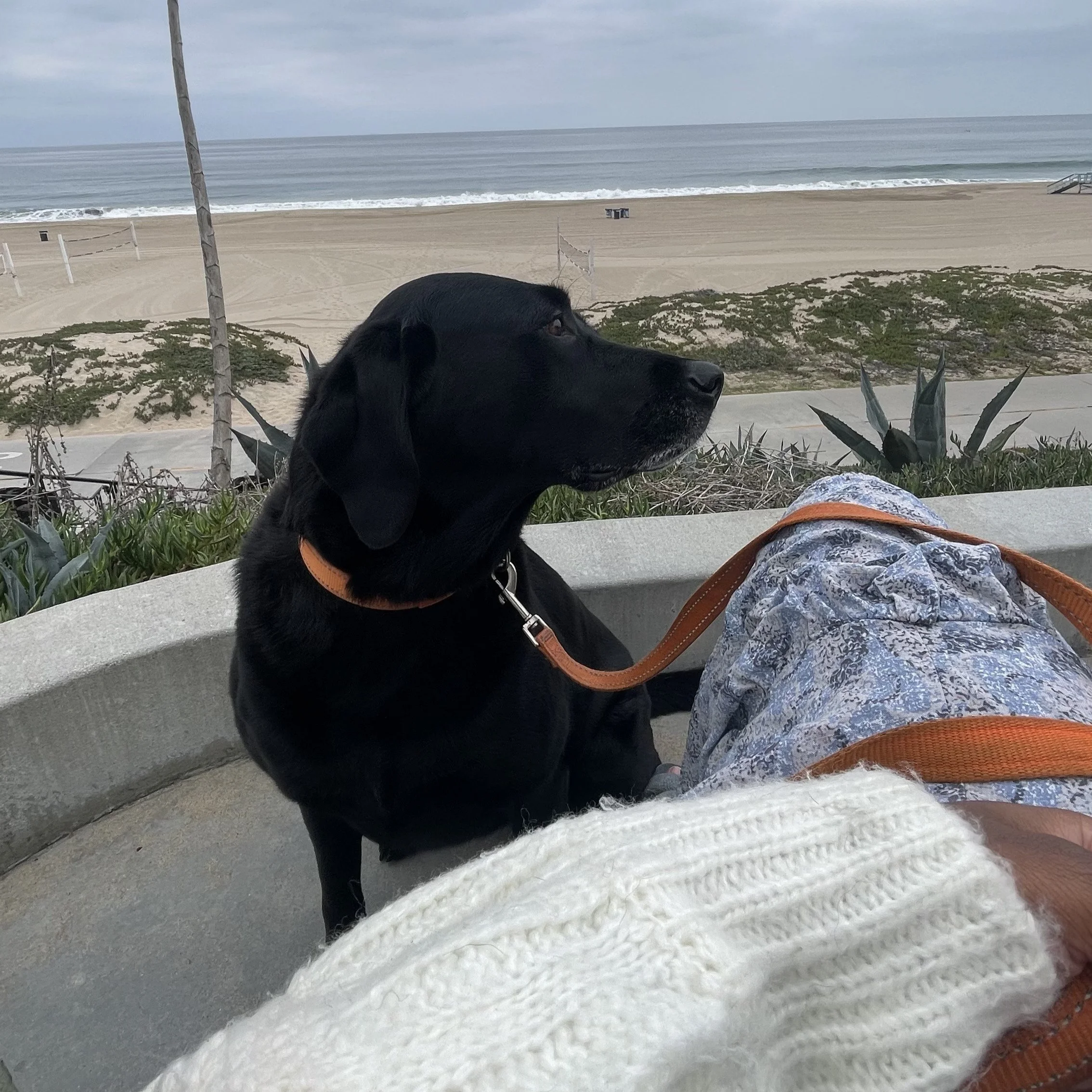 Housesitting with Charlie