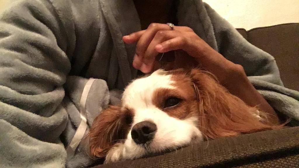 Toby's Stay