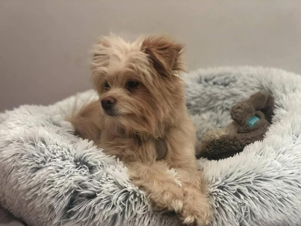 Butter's Stay