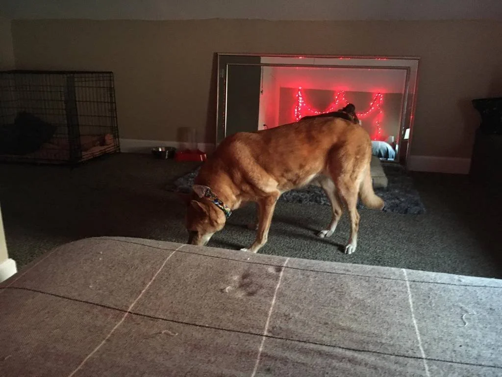 Foxy's Stay