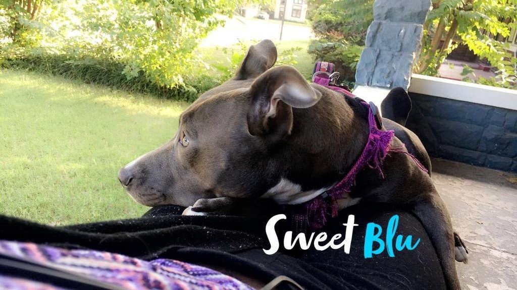 Blu's Stay
