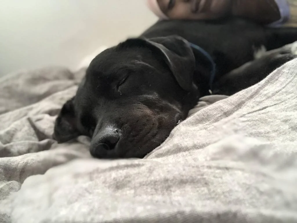 Smokey's Stay
