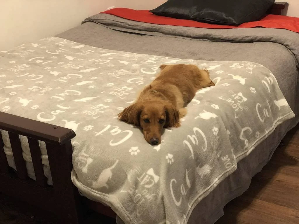 Daisy's Stay