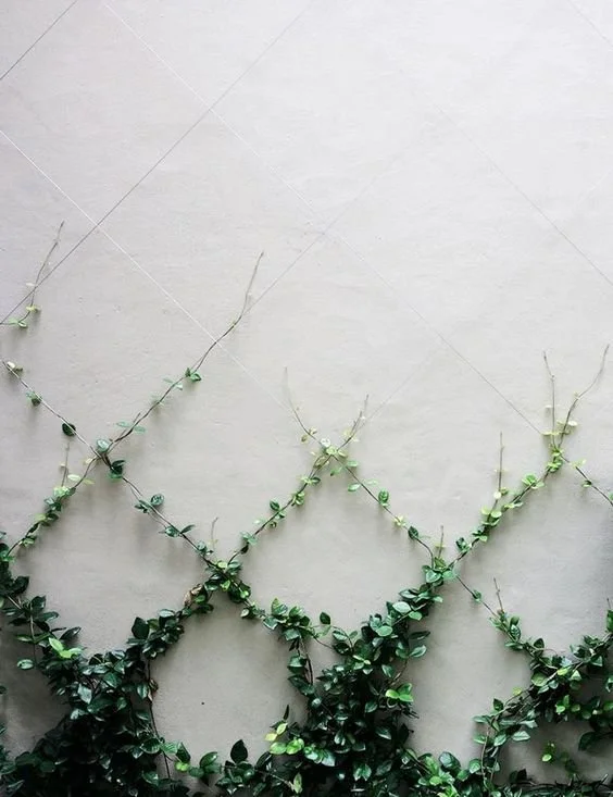 Climbing plants trained in a diamond pattern across a pale wall.