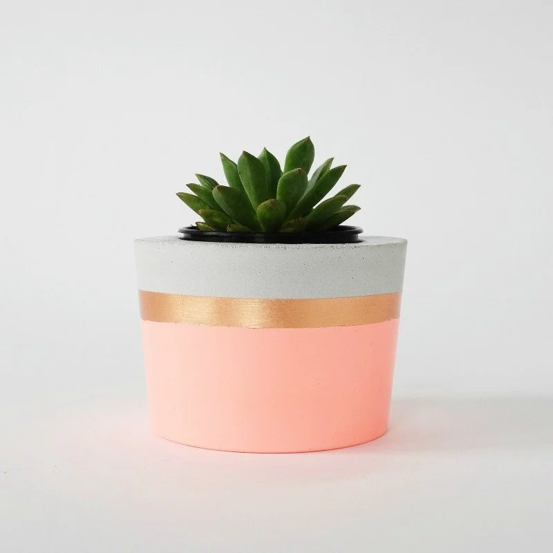 Small succulent in a coral pot with a brass-toned band.