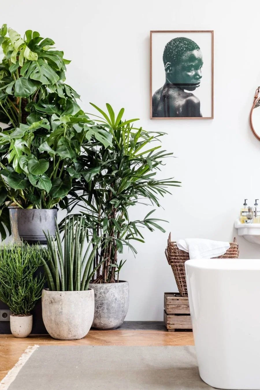 Houseplants grouped beside a pale sofa and framed botanical artwork.