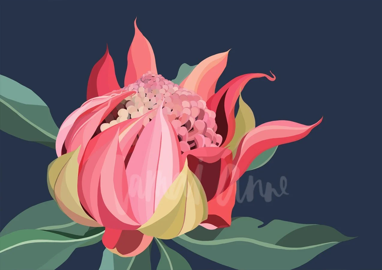 Illustrated pink native flower against a dark blue background.