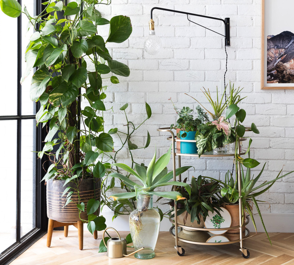 Indoor plants grouped in varied pots beside white brickwork.