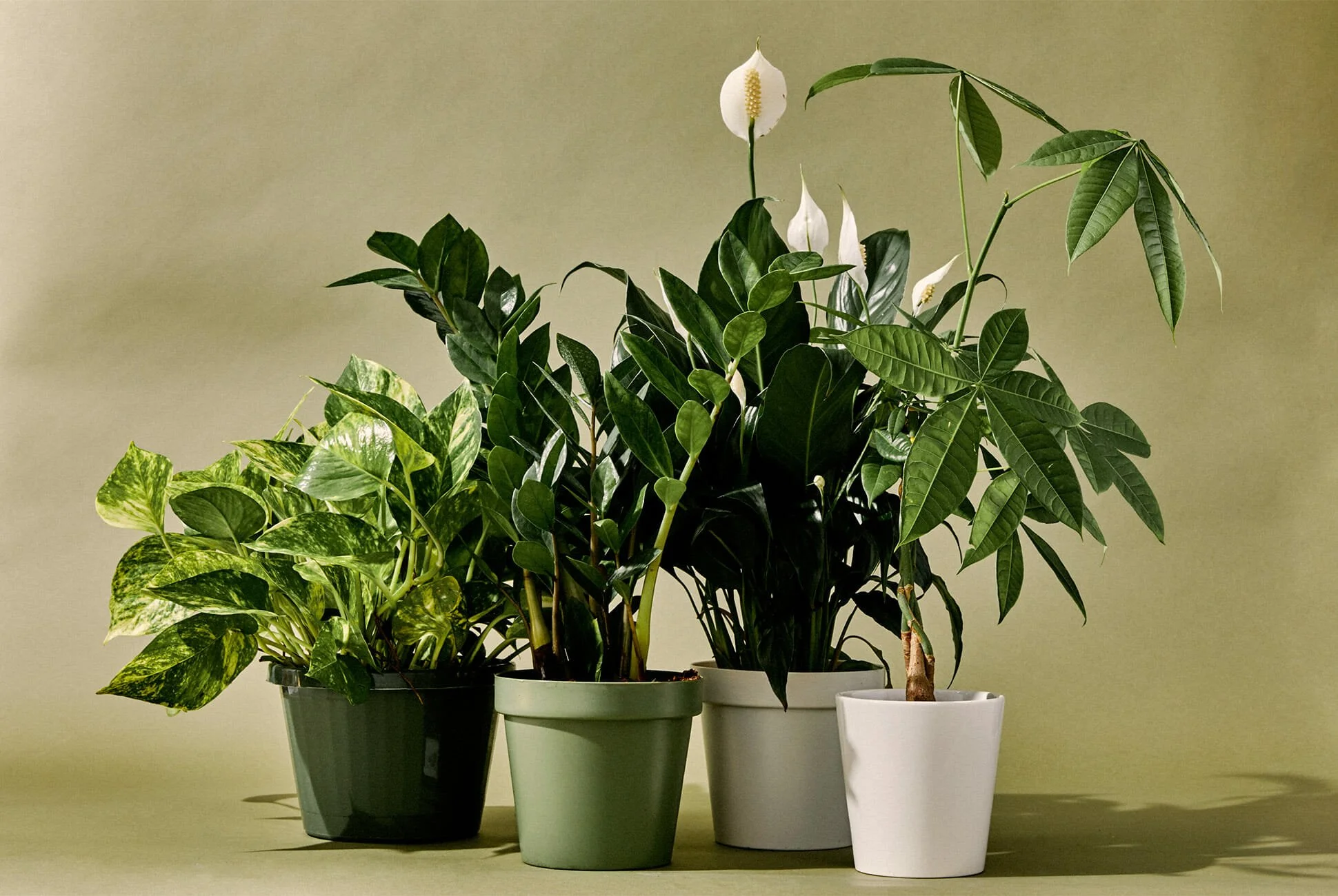 Assorted leafy plants in coloured pots against a muted green wall.