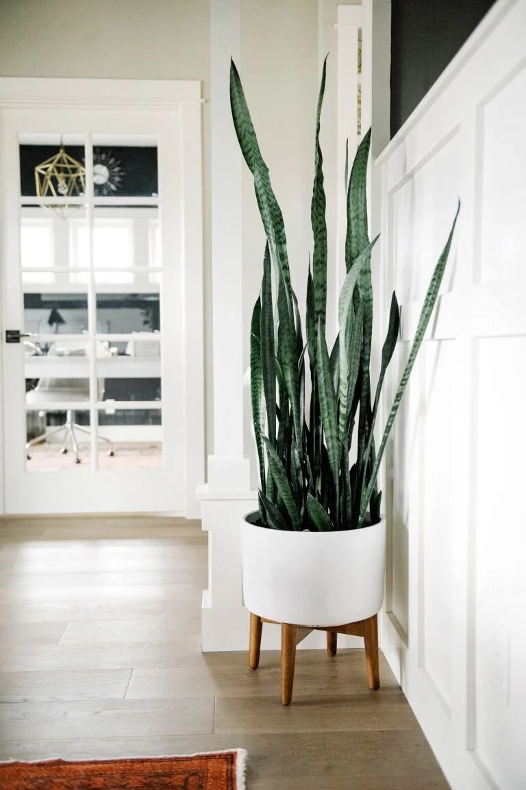 Tall indoor plant in a pale pot beside white cabinetry.