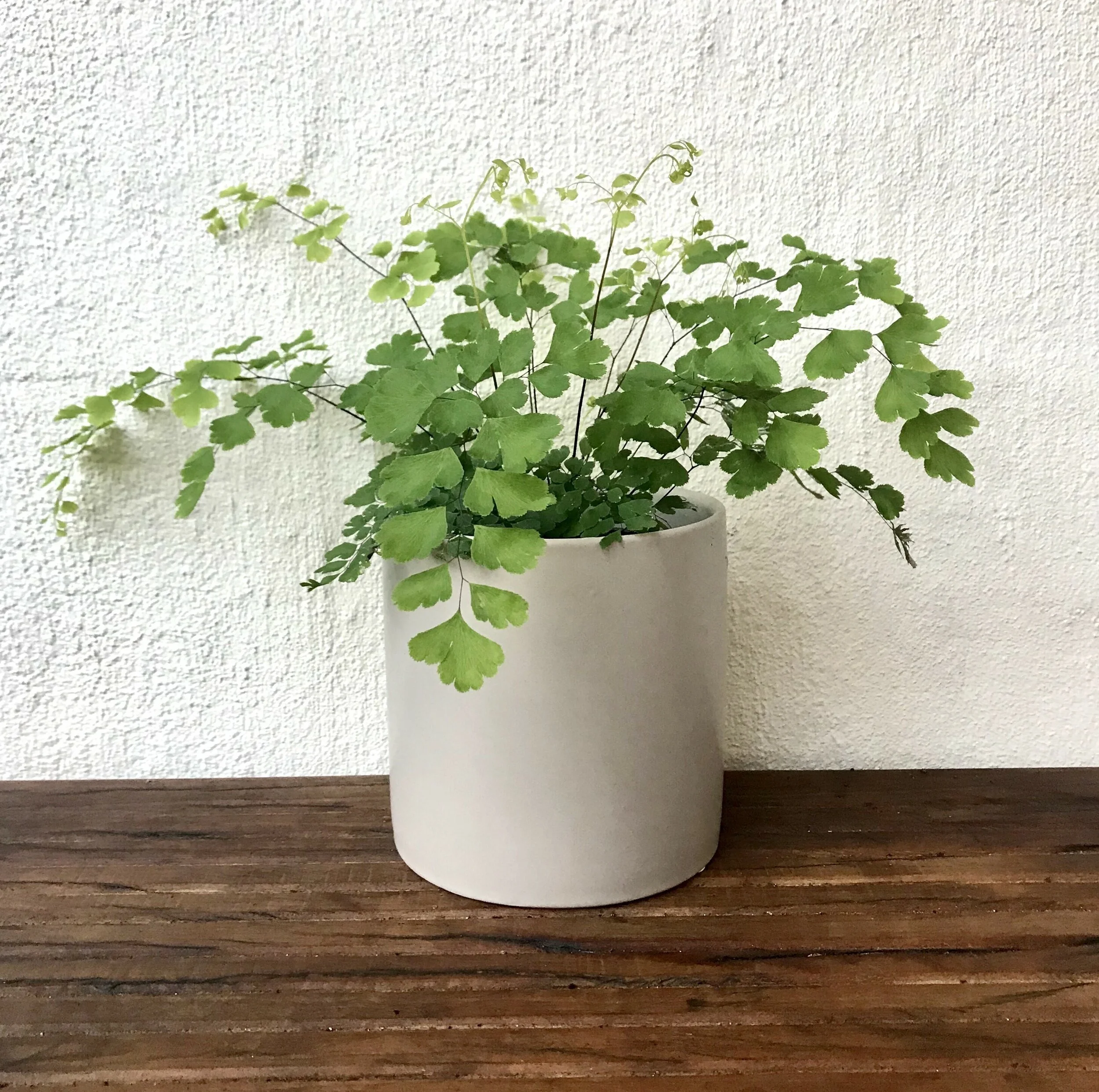Green leafy plant in a cylindrical pale pot on a timber surface.