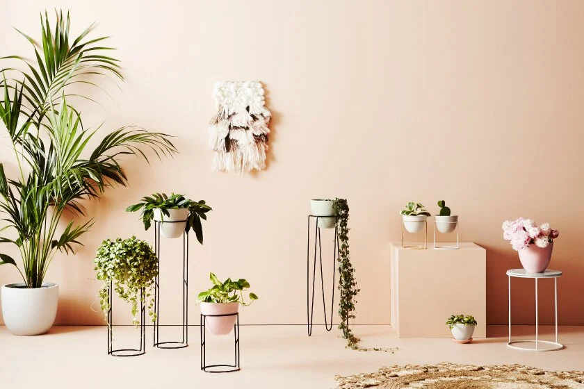 Houseplants in varied planters and stands against a warm peach background.