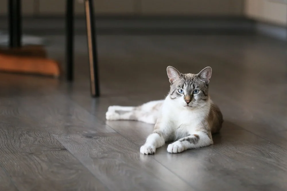 Tabby-and-white cat resting on a dark timber floor.