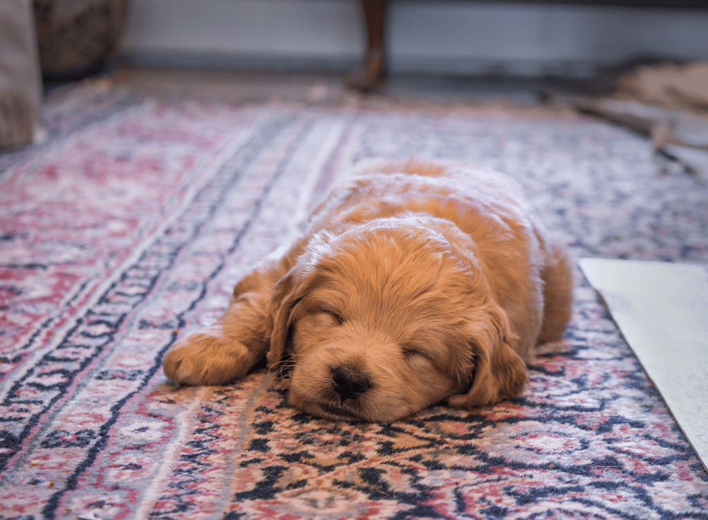 Brown dog sleeping on a patterned rug.