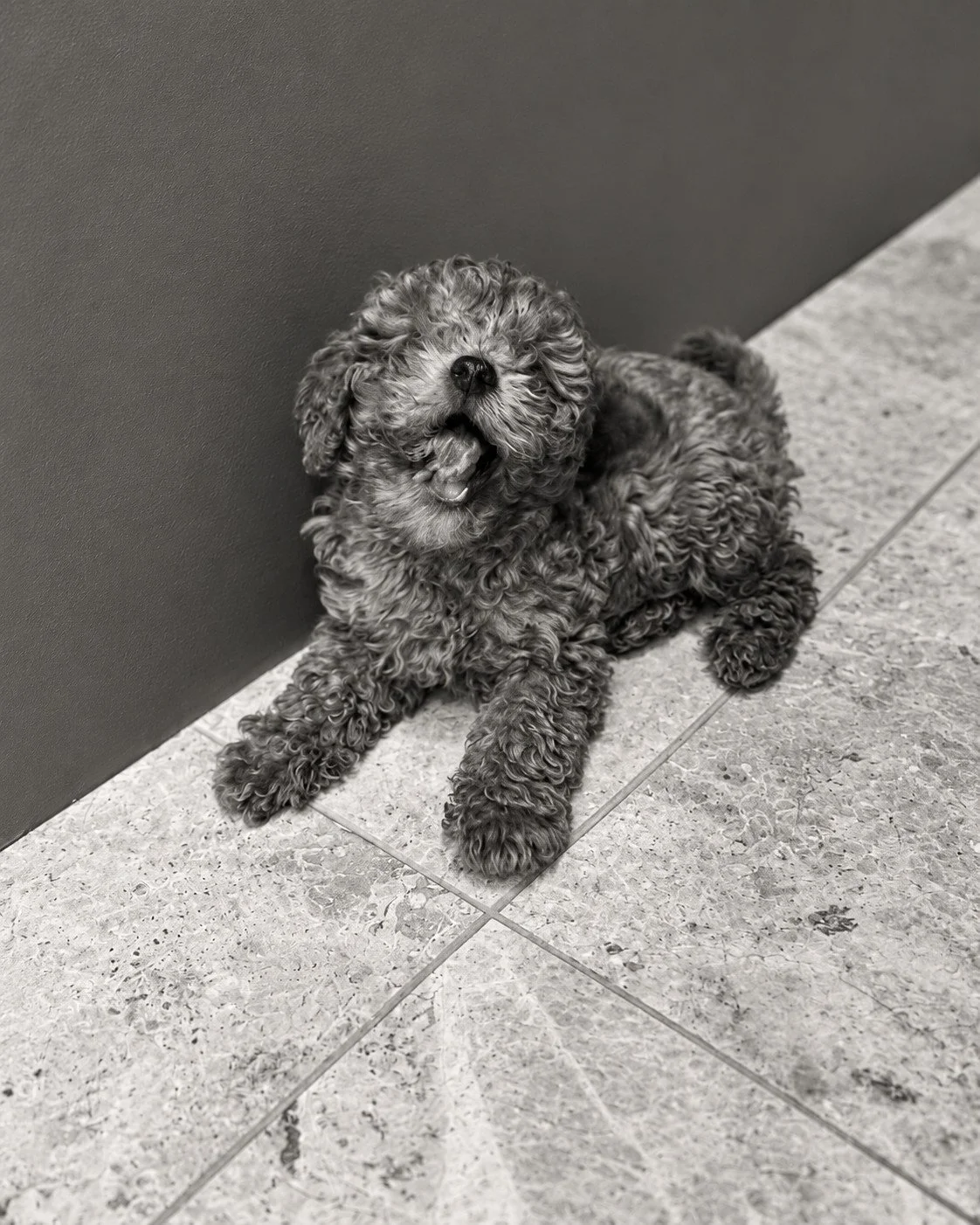 A small curly-haired dog resting on a pale stone floor during the Alpine House design process.