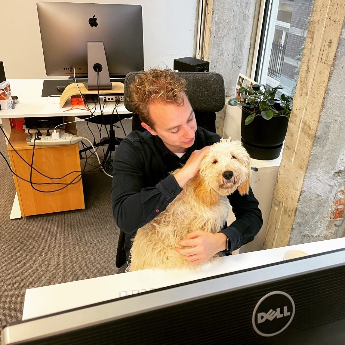 Mickey de office dog is vandaag weer op kantoor voor knuffels &hearts;️🐶
En Klaas is dan de beroerdste niet.
#mickey #officedog #aandacht