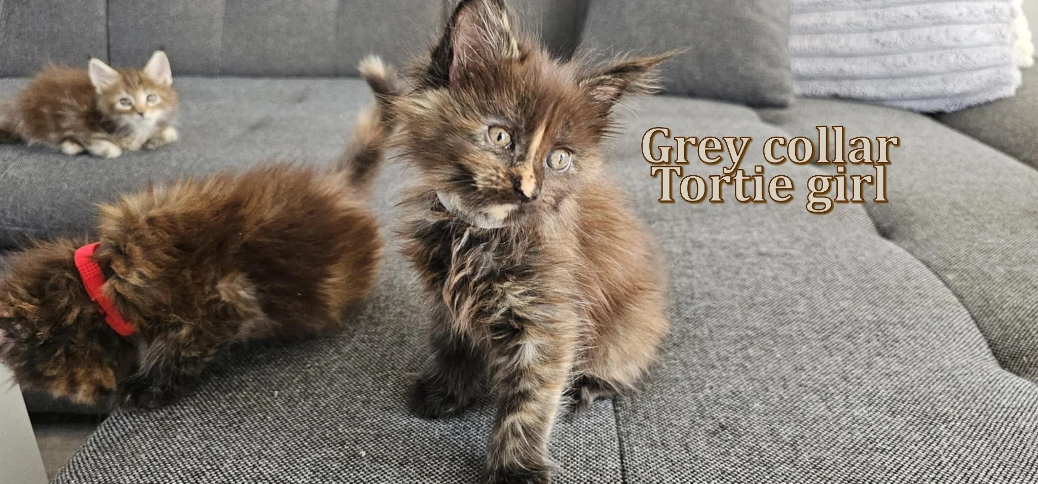 718909c4-3d0c-4527-aa42-0876bd9c5b0b (1).jpg