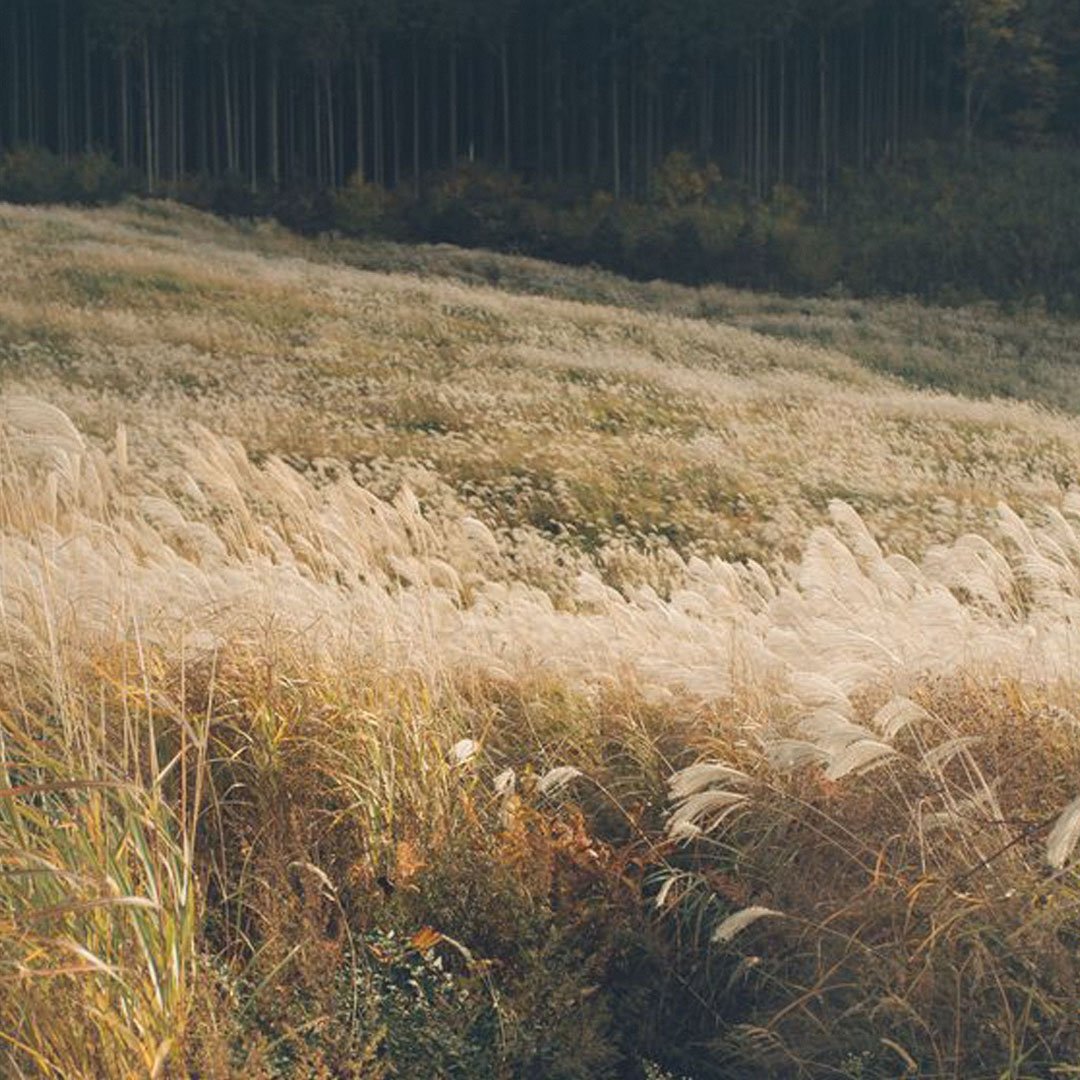 WildSoil8.jpg