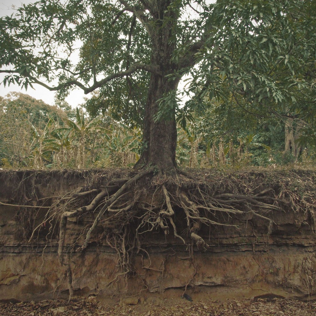 WildSoil4.jpg