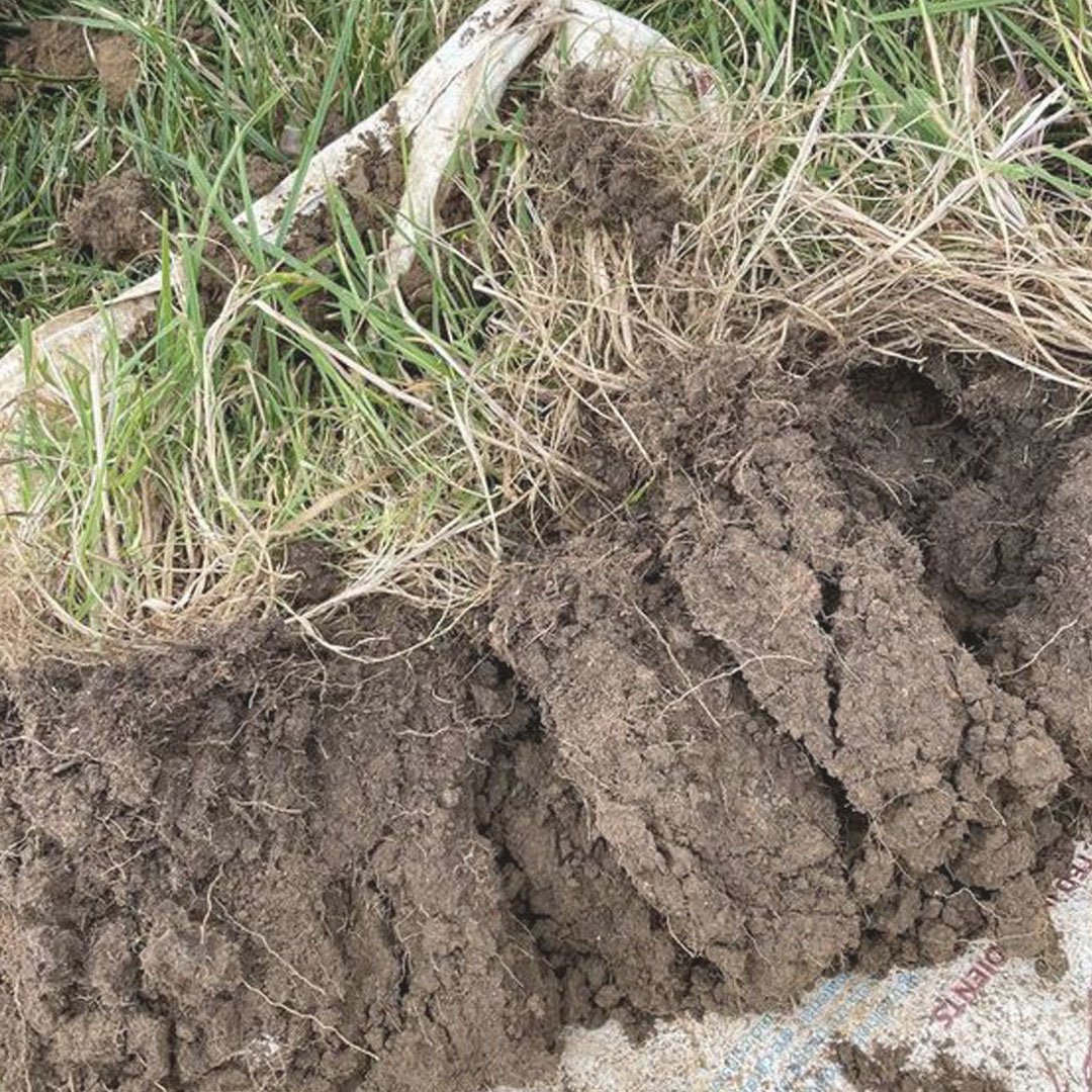 WildSoil6.jpg