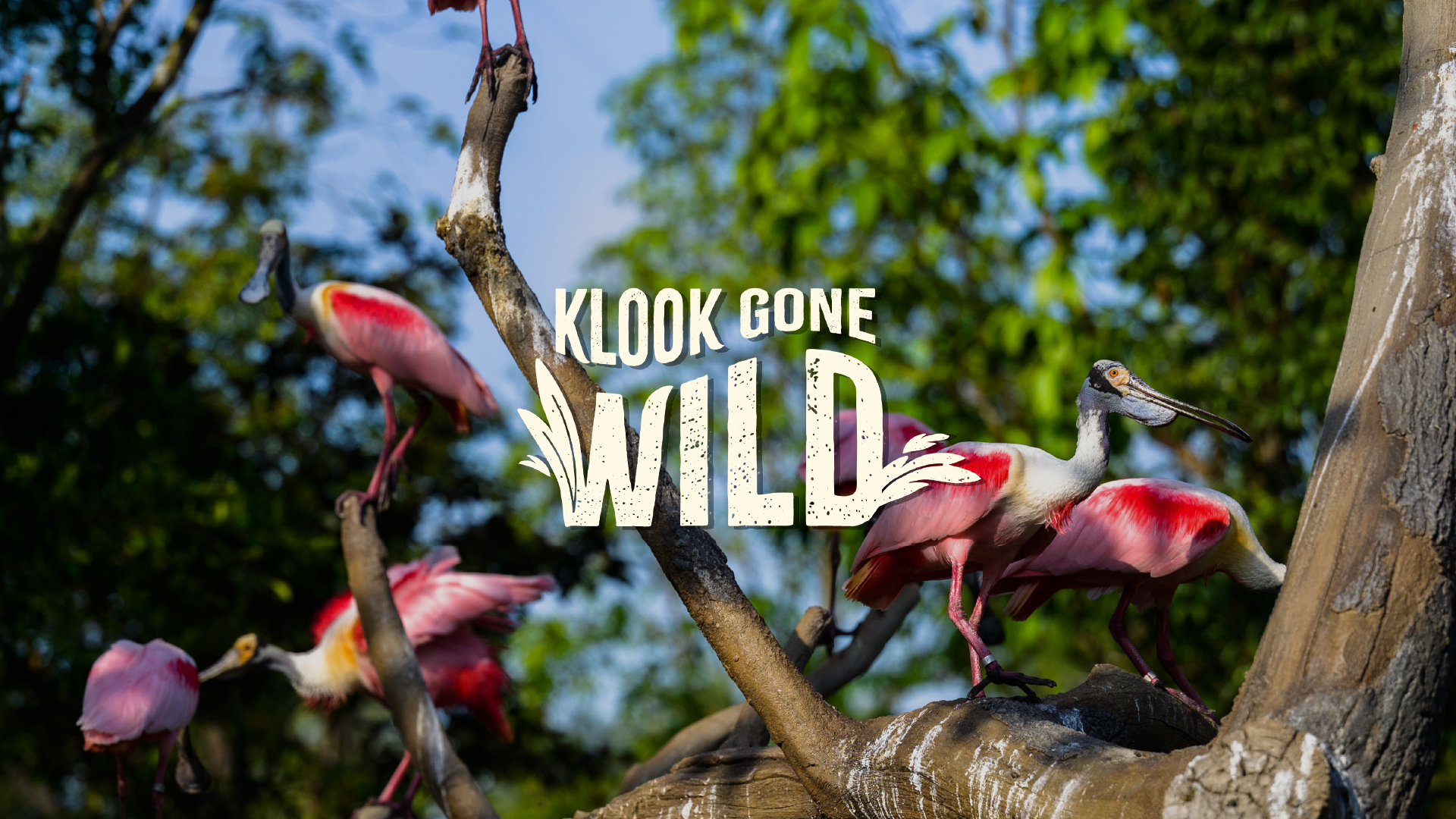 Klook Gone Wild