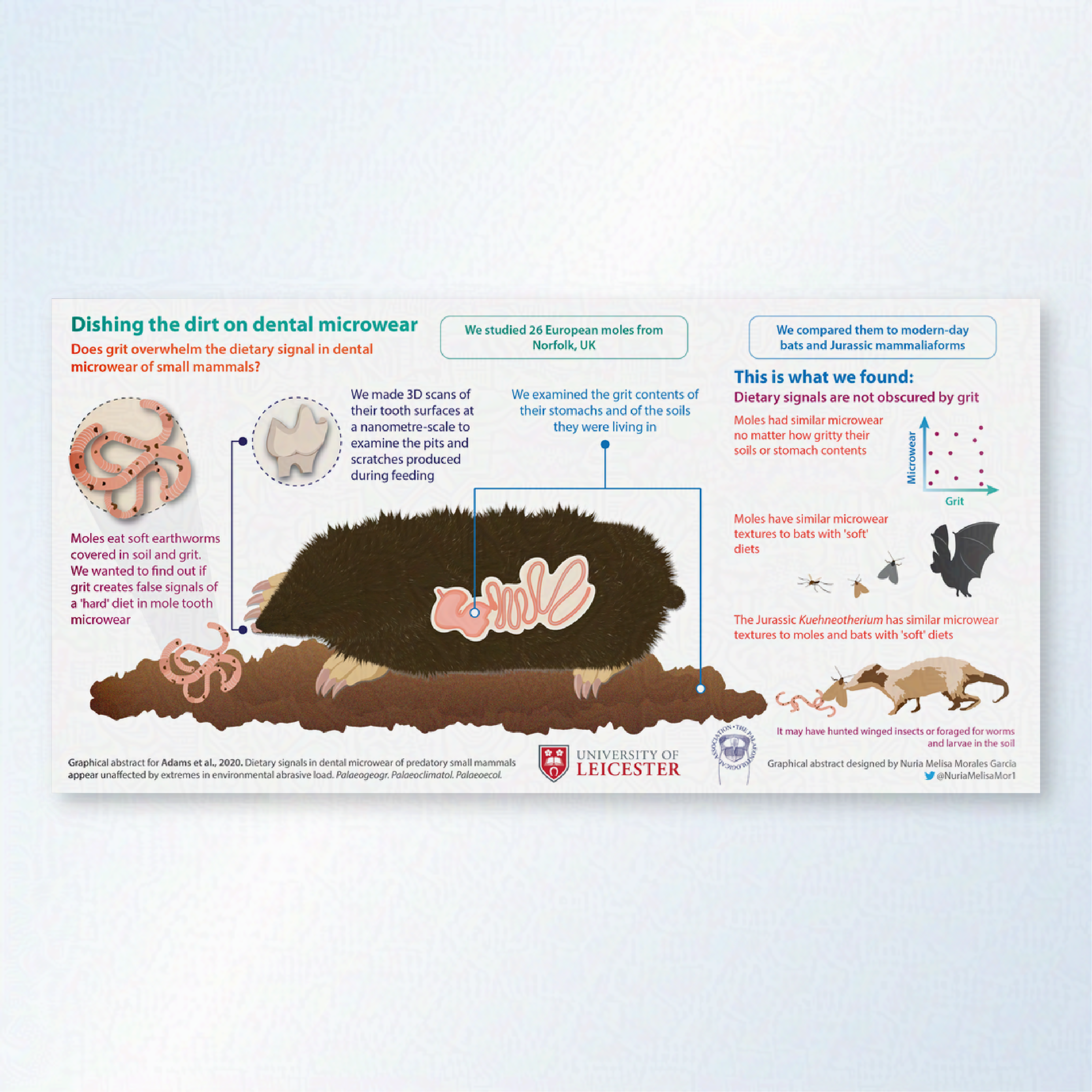 A graphical abstract talking about whether dirt creates dental microwear in mammals. A large mole is shown digging through the dirt. Next to it a graph shows that there is no relationship between their microwear and grit in the soil. 
