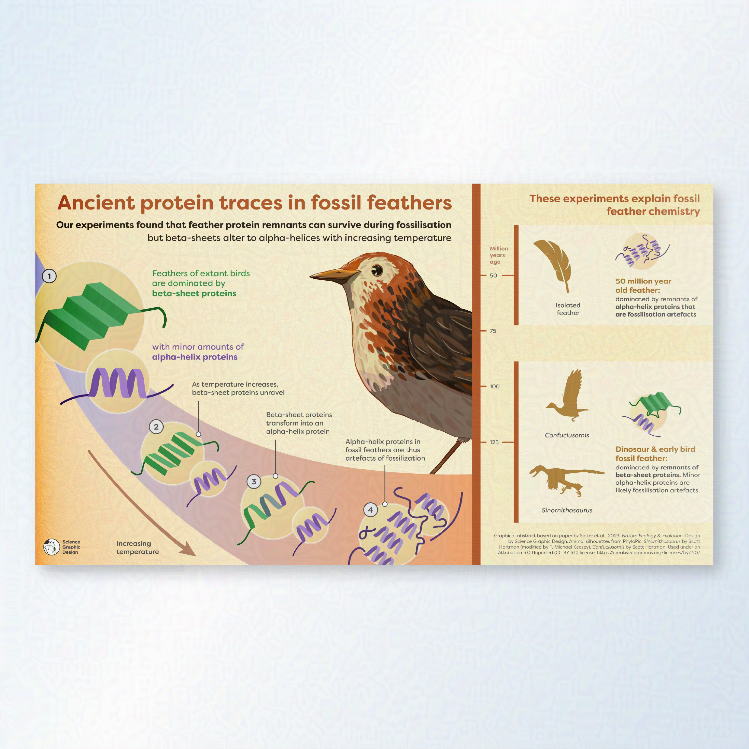A graphical abstract which talks about ancient protein traces in fossil feathers. An orange red bird stands next to a pathway of proteins transforming under increasing temperature.

