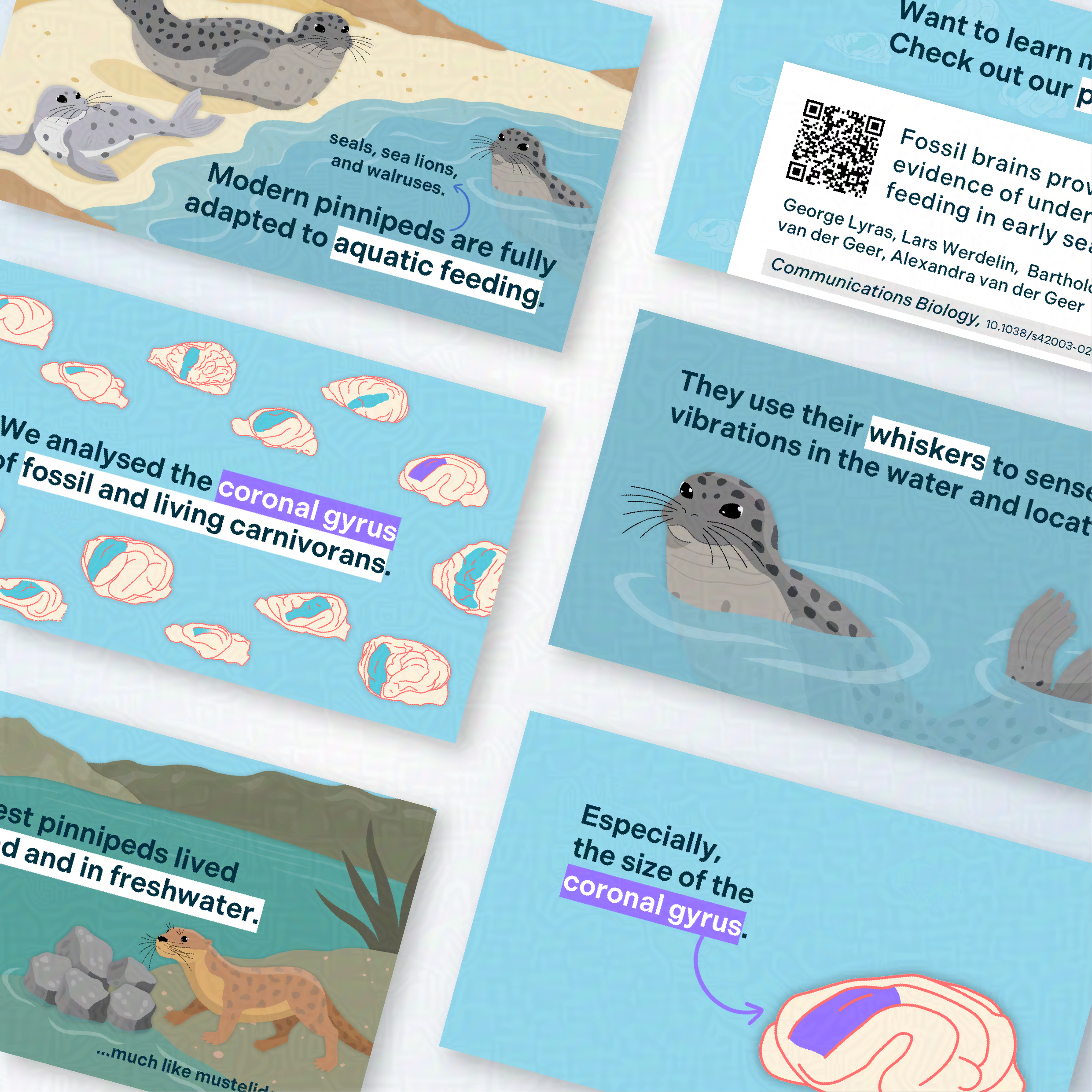 Preview screenshots from video on Potamotherium fossil brain and its seal relatives. Screenshots include reconstructions of Potamotherium in its habitat, comparison with modern seals, brain illustrations and other.