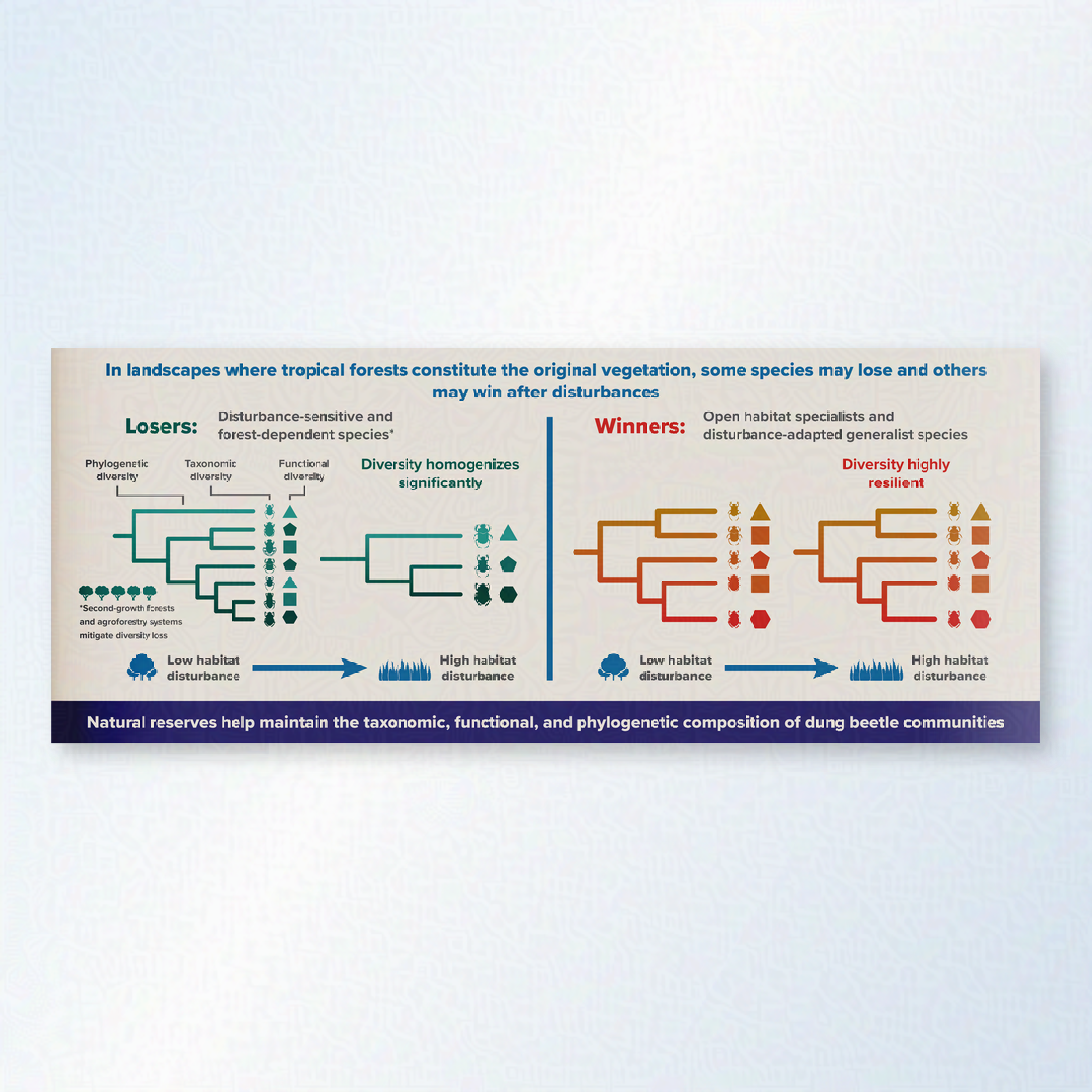 A graphical abstract which compares phylogenies between beetle 'losers' (in green)  and 'winners' in tropical forests during disturbances.