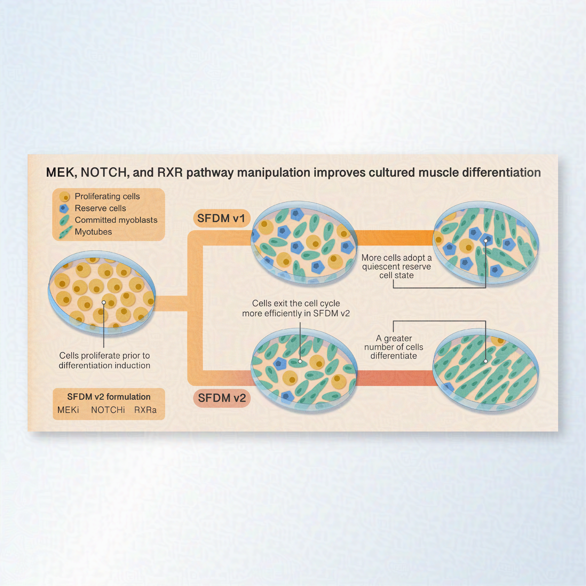 A graphical abstract showing a muscle cell culturing pathway via two different methods.  One pathway leads to more differentiated cells and one pathway leads to more reserve cells. 

