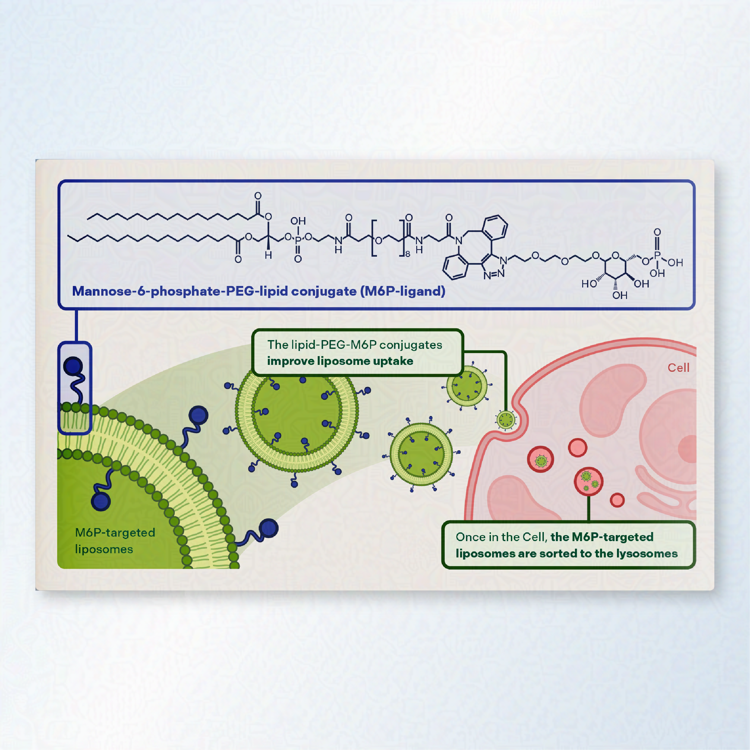 A graphical abstract showing several large molecule structures. The abstract shows how this molecule improves liposome uptake.