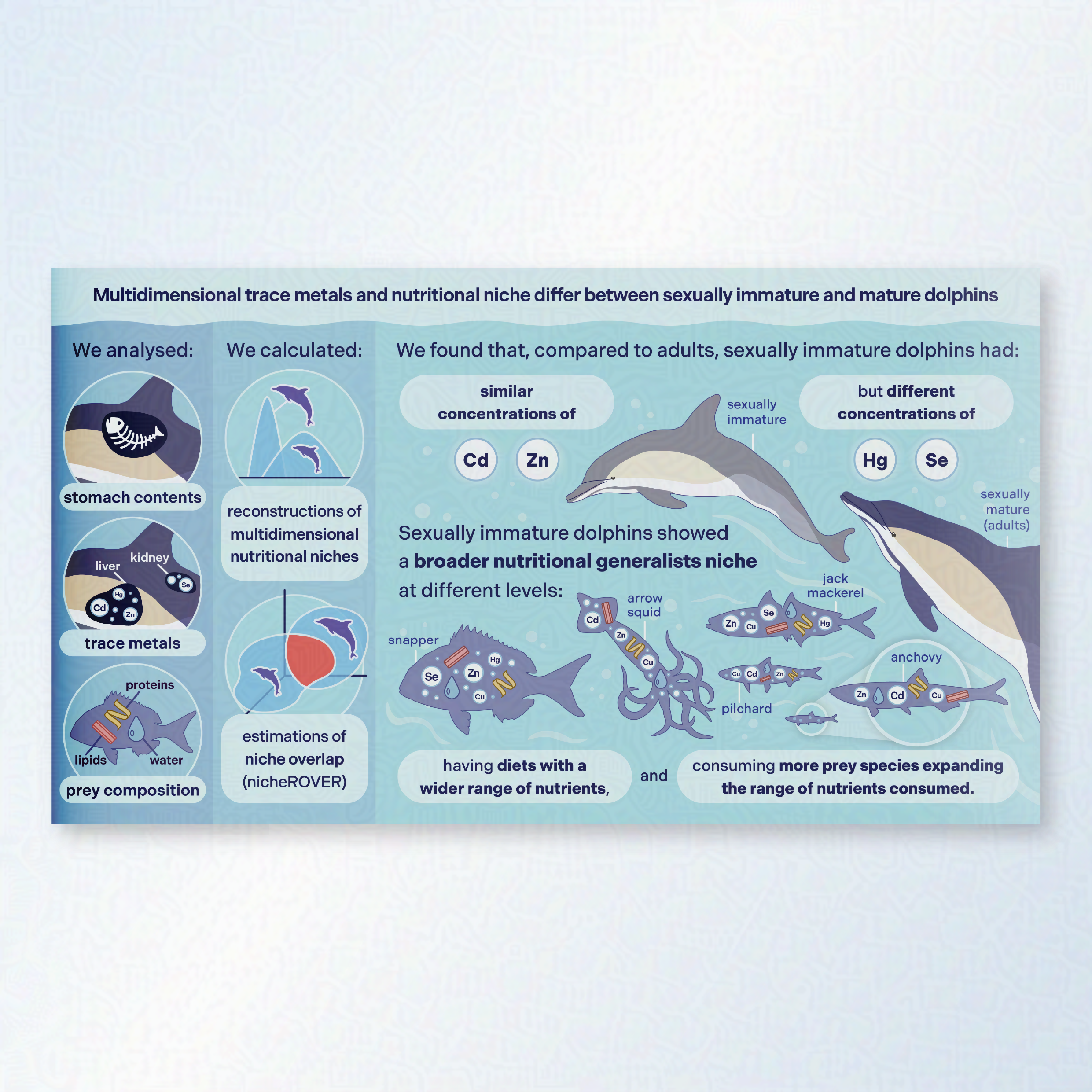 Graphical abstract showing how multidimensional trace metals and nutritional niche differ between sexually immature and mature dolphins. It shows an underwater scene of immature and mature dolphins having different concentrations of trace metals.